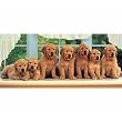 Puppies In A Row Panoramic Jigsaw Puzzle 1000pc