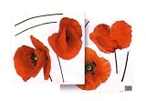 Eigenschaften efco / DecorEasy Dekorfolien/ Wandtatoo/ Wandsticker -Mohnblumen- Neuheit 2 Bl. 31 x 31 cm