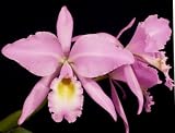 Cattleya gaskelliana 'Color Spot' x 'Charm'