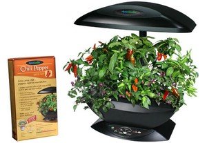 Growing pepper