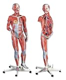 3B Scientific Dual Sex Muscle Figure