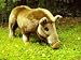 Wildschwein stehend naturgetreu - Größe 60 cm