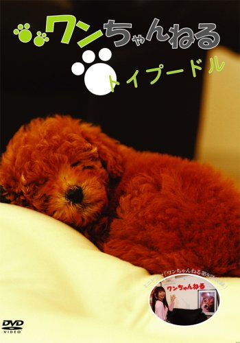ワンちゃんねる トイプードル [DVD]