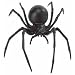 Hidden Kingdom Insects: Black Widow Spider