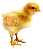 Chick - 18