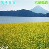 【メール便配送】　国華園　花たね　大量たね　花菜　寒咲花菜　1袋(1リットル入)