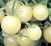 Snow White Cherry Tomato Plant - Very Sweet!