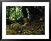 An ammonite fossil on a forest path attests to Cubas submarine past National Geograph...