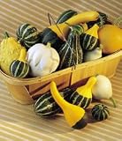 Ornamental Gourds 100 Or More Seeds