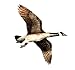Jackite Inc. Canada Goose Flying Goose Decoy