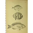 C1890 ACANTHOPTERYGII FISH RED WRASSE TOAD-FISH SCARUS