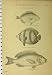 C1890 Acanthopterygii Fish Red Wrasse Toad-Fish Scarus