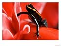 Golfo Dulce Poison Dart Frog, Frog Sitting on Pink Flower, Costa Rica Photographic Poster Print by Roy Toft, 32x24