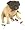 Pug (Fawn)