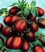Debaro Tomato 4 Plants - Black Russian Plum from Siberia