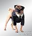 Pet Men In Black II Dog Costume For Medium Dogs
