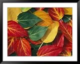 Array of Autumn Leaves Seasons Framed Art Poster Print by Rich Reid, 49x39