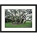 Big Tree of Lamar Goose Island, Texas Framed Photograph - Ray Hendley Size: 23 x 30, Frame Finish: Black