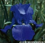 Bearded Iris Sugar Blues