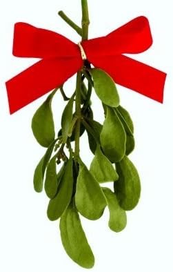 Real Natural Mistletoe - One Fresh Cut Sprig with Bow - Pack of 6