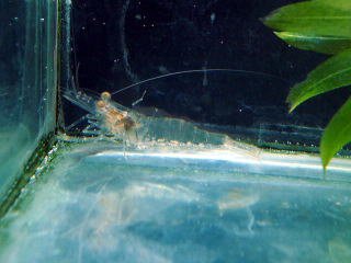 手長エビ(テナガエビ)【こだわりの生体をお届けします 名生園】 手長エビ(テナガエビ)【こだわりの生体をお届けします 名生園】