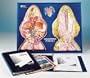 Frog Model Activity Set; Dissected Dorsal and Ventral Views; Dimensions: 24 x 18 in.