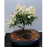 LOUSBONSAINURSERY WHITE FLOWERING ANDROMEDA BONSAI TREE