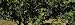 Bunch of Grapes in a Vineyard, Prosser, Yakima Valley Appellation, Washington, USA Ph...