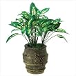 Everlasting House Plant