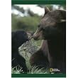 National Geographic by New Creative - Cub and Momma Large Impressions Flag