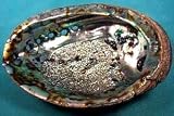 Abalone Shell