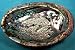 Abalone Shell