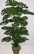 66" Giant Leaf Split Leaf Philondrendon