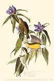 Connceticut Warbler by John James Audubon. Art Print Poster 11 inches width by 17 inches height. Highest Quality Art Poster Print