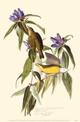 Connceticut Warbler - Artist: John James Audubon - Art Print Poster Size: 11.00 by 17.00 inches