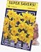 TotalGreen 72415100 Daffodil Bulbs
