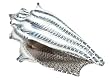 Small Optic Conch