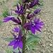 LOBELIA - Vedrariensis - 100 SEEDS