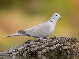 Collared Dove at Water's Edge, Alicante, Spain Photographic Poster Print by Niall Benvie, 24x18