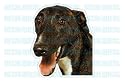 GREYHOUND - Dog Decal - grey hound sticker car gray got