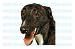 Pet Supplies : GREYHOUND - Dog Decal - grey hound sticker car gray got