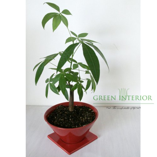 【Green Interior】バキラ　シャープカラードポット(レッド) 