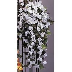 Bougainvillea-H�nger wei�