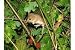 Selections Wildlife Hedge Pack - 50 x Bare Root Hedging Whips