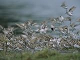 IMAGE OF A Flock of Western Sandpipers Stretched Canvas Poster Print, 12x16