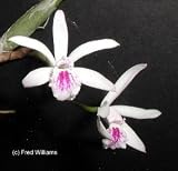 Laelia lundii 629