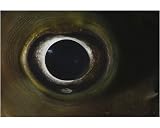 Photographic Print of Eye Close Up. Restricted resolution (Please contact us) (RR) from Specialist Stock