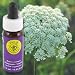 FLOWER ESSENCE SERVICES, Queen Annes Lace Dropper - 0.25 oz