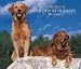 golden retriever - For the Love of Golden Retrievers 2008 Deluxe Wall Calendar