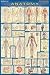 Anatomy-L…ted (Medical Series) at Amazon: 415xJRf9ahL._SL75_